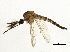  ( - BIOUG03219-A11)  @14 [ ] CreativeCommons - Attribution (2013) CBG Photography Group Centre for Biodiversity Genomics