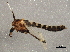  ( - BIOUG03219-B10)  @12 [ ] CreativeCommons - Attribution (2013) CBG Photography Group Centre for Biodiversity Genomics