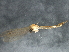  ( - BIOUG03219-D01)  @11 [ ] CreativeCommons - Attribution (2013) CBG Photography Group Centre for Biodiversity Genomics
