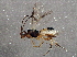  (Phanerotoma Janzen8211 - BIOUG03220-C11)  @14 [ ] CreativeCommons - Attribution (2013) CBG Photography Group Centre for Biodiversity Genomics