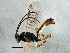  ( - BIOUG03262-A09)  @13 [ ] CreativeCommons - Attribution (2013) CBG Photography Group Centre for Biodiversity Genomics