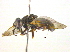  ( - BIOUG03264-D05)  @14 [ ] CreativeCommons - Attribution (2013) CBG Photography Group Centre for Biodiversity Genomics