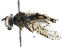  ( - BIOUG03264-G12)  @15 [ ] CreativeCommons - Attribution (2016) CBG Photography Group Centre for Biodiversity Genomics
