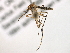  ( - BIOUG03265-C10)  @15 [ ] CreativeCommons - Attribution (2014) CBG Photography Group Centre for Biodiversity Genomics