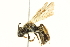  (Andrena platyparia - BIOUG03033-D06)  @13 [ ] CreativeCommons - Attribution (2013) CBG Photography Group Centre for Biodiversity Genomics