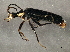  ( - BIOUG02913-G06)  @13 [ ] CreativeCommons - Attribution (2013) CBG Photography Group Centre for Biodiversity Genomics