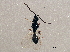  (Coptera - BIOUG03336-F11)  @14 [ ] CreativeCommons - Attribution (2013) CBG Photography Group Centre for Biodiversity Genomics