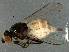  ( - BIOUG03366-B01)  @12 [ ] CreativeCommons - Attribution (2013) CBG Photography Group Centre for Biodiversity Genomics