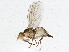  ( - BIOUG03366-D04)  @13 [ ] CreativeCommons - Attribution (2013) CBG Photography Group Centre for Biodiversity Genomics