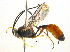  ( - BIOUG03373-E07)  @14 [ ] CreativeCommons - Attribution (2013) CBG Photography Group Centre for Biodiversity Genomics