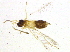  ( - BIOUG03438-A10)  @13 [ ] CreativeCommons - Attribution (2012) CBG Photography Group Centre for Biodiversity Genomics