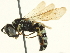  (Philanthus politus - BIOUG03373-B04)  @14 [ ] CreativeCommons - Attribution (2013) CBG Photography Group Centre for Biodiversity Genomics