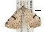  ( - BIOUG03216-E05)  @12 [ ] CreativeCommons - Attribution (2012) CBG Photography Group Centre for Biodiversity Genomics