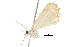  ( - BIOUG03216-G05)  @12 [ ] CreativeCommons - Attribution (2013) CBG Photography Group Centre for Biodiversity Genomics