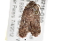  ( - BIOUG03216-G10)  @12 [ ] CreativeCommons - Attribution (2013) CBG Photography Group Centre for Biodiversity Genomics