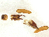  ( - BIOUG03260-H03)  @11 [ ] CreativeCommons - Attribution Share - Alike (2025) CBG Photography Group Centre for Biodiversity Genomics