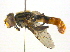  (Anasimyia chrysostoma - BIOUG03374-E04)  @15 [ ] CreativeCommons - Attribution (2013) CBG Photography Group Centre for Biodiversity Genomics