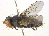  (Metopia campestris - BIOUG03374-H05)  @14 [ ] CreativeCommons - Attribution (2013) CBG Photography Group Centre for Biodiversity Genomics