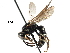  ( - BIOUG03442-H07)  @13 [ ] CreativeCommons - Attribution (2016) CBG Photography Group Centre for Biodiversity Genomics