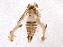  (Erythroneura ziczac - BIOUG03447-C10)  @14 [ ] CreativeCommons - Attribution (2014) CBG Photography Group Centre for Biodiversity Genomics