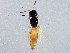  (Baeoneurella - BIOUG03517-B02)  @13 [ ] CreativeCommons - Attribution (2013) CBG Photography Group Centre for Biodiversity Genomics