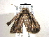  ( - BIOUG03216-F07)  @12 [ ] CreativeCommons - Attribution (2012) CBG Photography Group Centre for Biodiversity Genomics