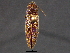 ( - BIOUG03375-E08)  @13 [ ] CreativeCommons - Attribution (2012) CBG Photography Group Centre for Biodiversity Genomics