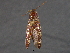  ( - BIOUG03375-F06)  @14 [ ] CreativeCommons - Attribution (2012) CBG Photography Group Centre for Biodiversity Genomics