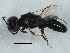  ( - BIOUG03565-D06)  @13 [ ] CreativeCommons - Attribution (2013) CBG Photography Group Centre for Biodiversity Genomics