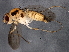  ( - BIOUG03676-F03)  @13 [ ] CreativeCommons - Attribution (2013) CBG Photography Group Centre for Biodiversity Genomics