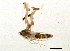  (Erythroneura comes - BIOUG03734-A03)  @13 [ ] CreativeCommons - Attribution (2013) CBG Photography Group Centre for Biodiversity Genomics