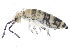  (Entomobrya assuta - BIOUG03678-E10)  @16 [ ] CreativeCommons - Attribution (2012) CBG Photography Group Centre for Biodiversity Genomics