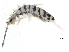 ( - BIOUG03678-F04)  @14 [ ] CreativeCommons - Attribution (2012) CBG Photography Group Centre for Biodiversity Genomics