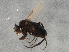  ( - BIOUG03687-G06)  @12 [ ] CreativeCommons - Attribution (2013) CBG Photography Group Centre for Biodiversity Genomics