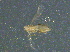  ( - BIOUG03740-D08)  @12 [ ] CreativeCommons - Attribution (2012) CBG Photography Group Centre for Biodiversity Genomics