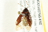  (Alleculinae - BIOUG03766-E02)  @16 [ ] CreativeCommons - Attribution (2013) CBG Photography Group Centre for Biodiversity Genomics