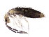  ( - BIOUG03735-E04)  @14 [ ] CreativeCommons - Attribution (2012) CBG Photography Group Centre for Biodiversity Genomics