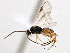  ( - BIOUG03770-B12)  @14 [ ] CreativeCommons - Attribution (2014) CBG Photography Group Centre for Biodiversity Genomics