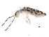  ( - BIOUG03901-C10)  @14 [ ] CreativeCommons - Attribution (2012) CBG Photography Group Centre for Biodiversity Genomics