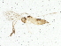  ( - BIOUG03904-B02)  @13 [ ] CreativeCommons - Attribution (2013) CBG Photography Group Centre for Biodiversity Genomics