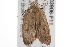  ( - BIOUG03906-F11)  @13 [ ] CreativeCommons - Attribution (2013) CBG Photography Group Centre for Biodiversity Genomics