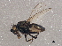  ( - BIOUG03907-A09)  @13 [ ] CreativeCommons - Attribution (2013) CBG Photography Group Centre for Biodiversity Genomics
