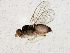  ( - BIOUG03909-B10)  @13 [ ] CreativeCommons - Attribution (2013) CBG Photography Group Centre for Biodiversity Genomics