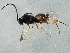  ( - BIOUG03931-A10)  @13 [ ] CreativeCommons - Attribution (2013) CBG Photography Group Centre for Biodiversity Genomics