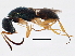  ( - BIOUG03931-F11)  @13 [ ] CreativeCommons - Attribution (2013) CBG Photography Group Centre for Biodiversity Genomics
