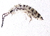  ( - BIOUG03932-A08)  @15 [ ] CreativeCommons - Attribution (2012) CBG Photography Group Centre for Biodiversity Genomics