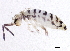 ( - BIOUG03932-A09)  @14 [ ] CreativeCommons - Attribution (2012) CBG Photography Group Centre for Biodiversity Genomics