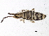  (Entomobrya multifasciata - BIOUG03932-C02)  @16 [ ] CreativeCommons - Attribution (2012) CBG Photography Group Centre for Biodiversity Genomics