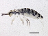  ( - BIOUG03932-C08)  @15 [ ] CreativeCommons - Attribution (2012) CBG Photography Group Centre for Biodiversity Genomics