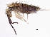  ( - BIOUG03932-D04)  @14 [ ] CreativeCommons - Attribution (2012) CBG Photography Group Centre for Biodiversity Genomics